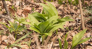 wild garlic