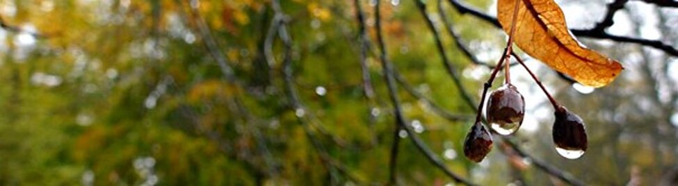 närbild på lindfrö i regn
