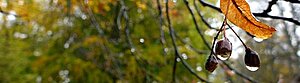närbild på lindfrö i regn