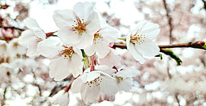 Detaljbild på vita körsbärsblommor.