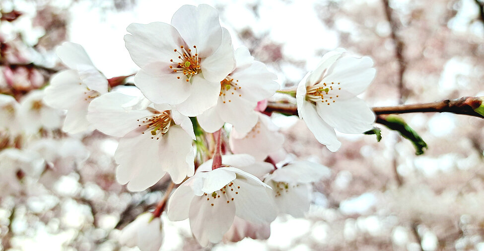 Detaljbild på vita körsbärsblommor.