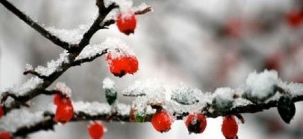 Bild på grenar med snö och röda bär